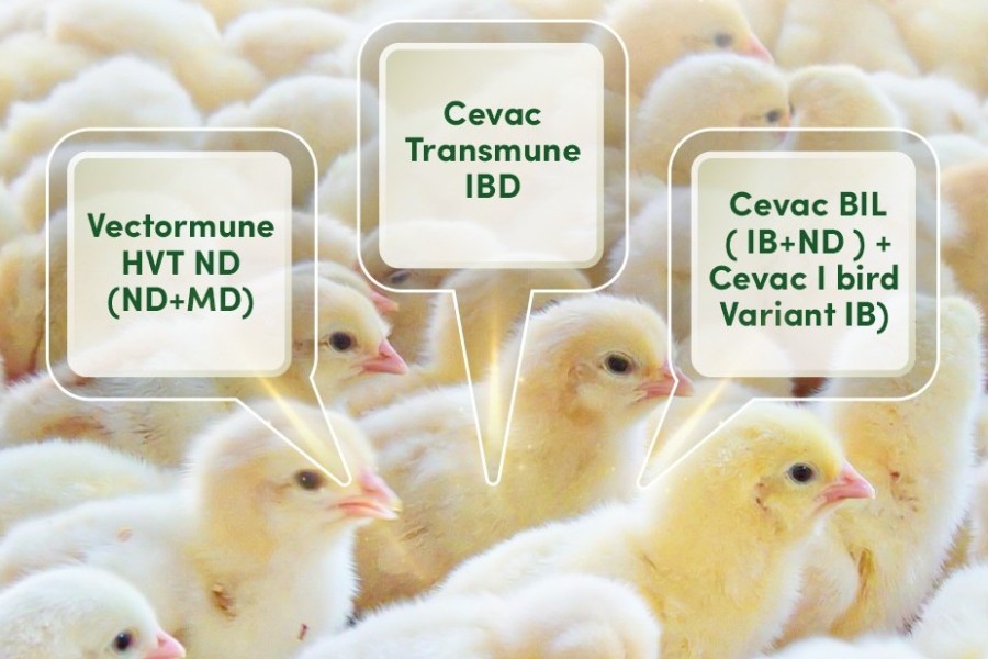 Panacea Vet Services